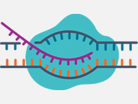 Premade mRNAs